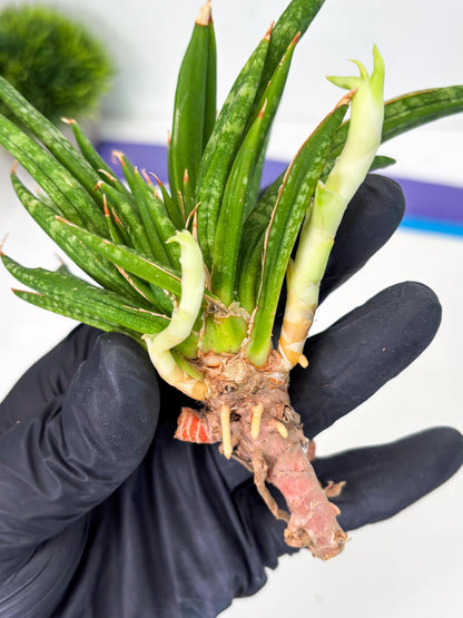 Sansevieria Fenomenal Crested (Ha2) (7) | Rare hybrid Snake Plant