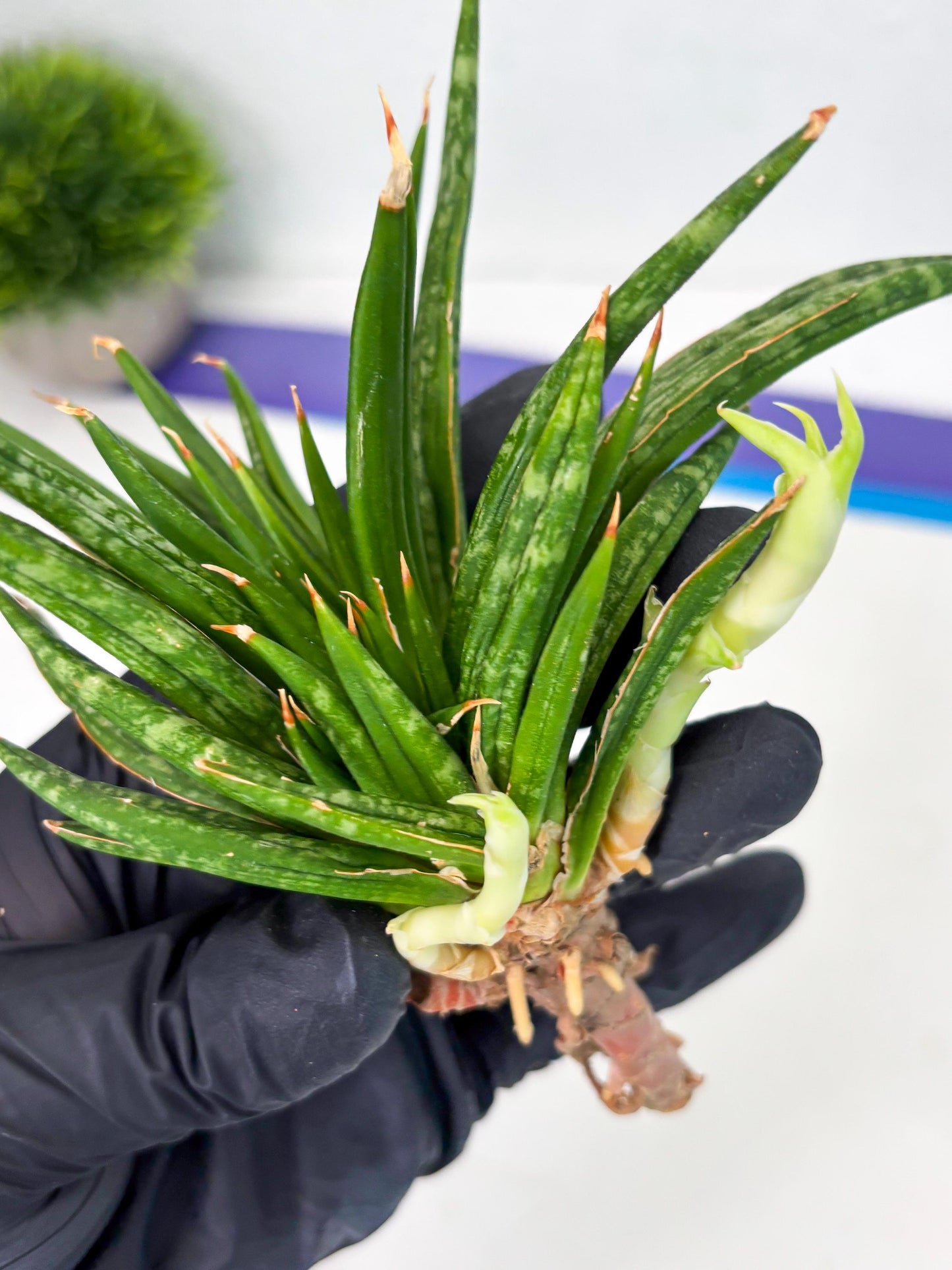 Sansevieria Fenomenal Crested (Ha2) (7) | Rare hybrid Snake Plant