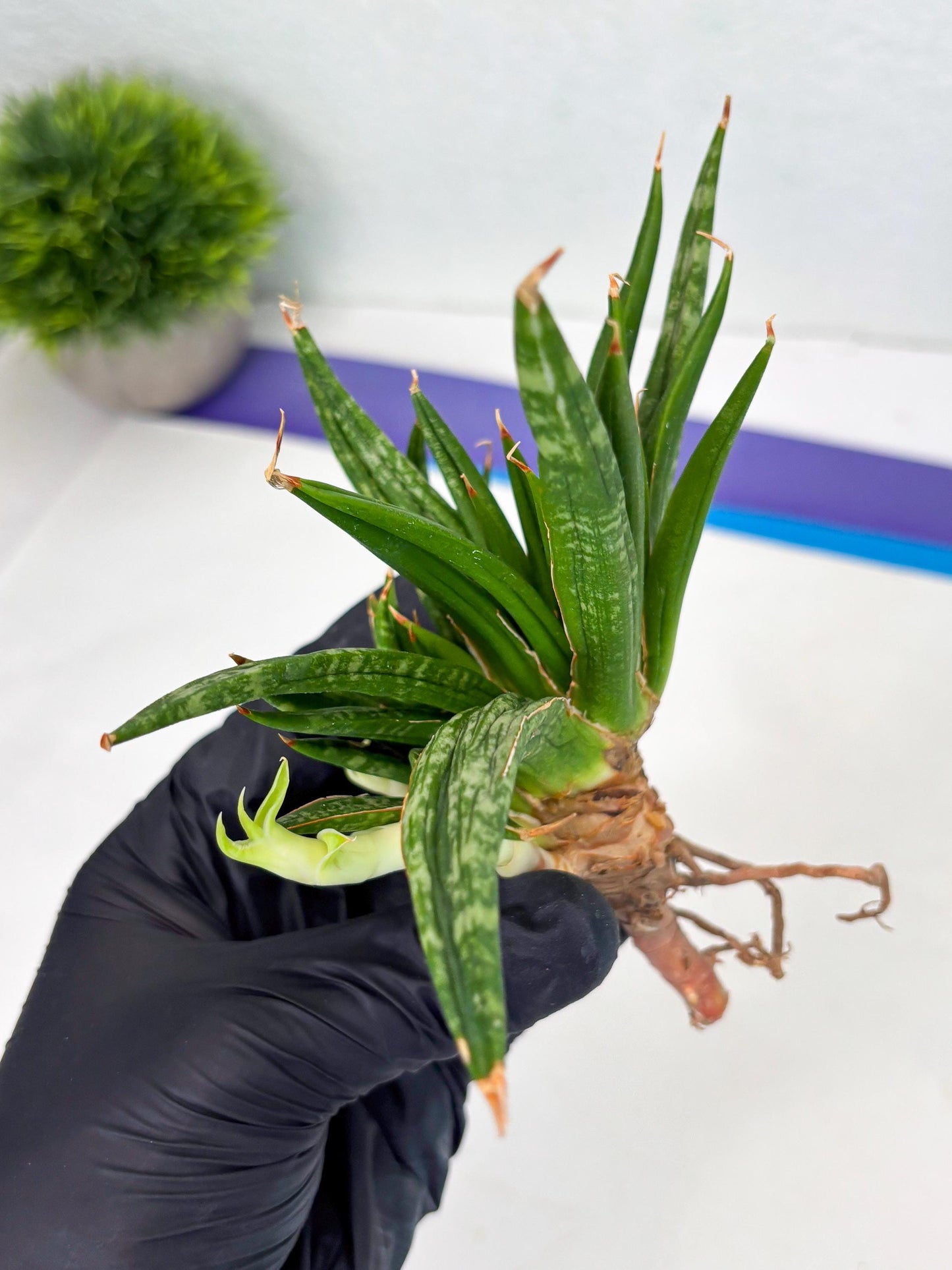 Sansevieria Fenomenal Crested (Ha2) (7) | Rare hybrid Snake Plant