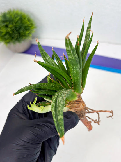 Sansevieria Fenomenal Crested (Ha2) (7) | Rare hybrid Snake Plant