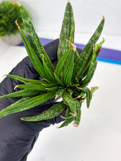 Sansevieria Fenomenal Crested (Ha2) (7) | Rare hybrid Snake Plant