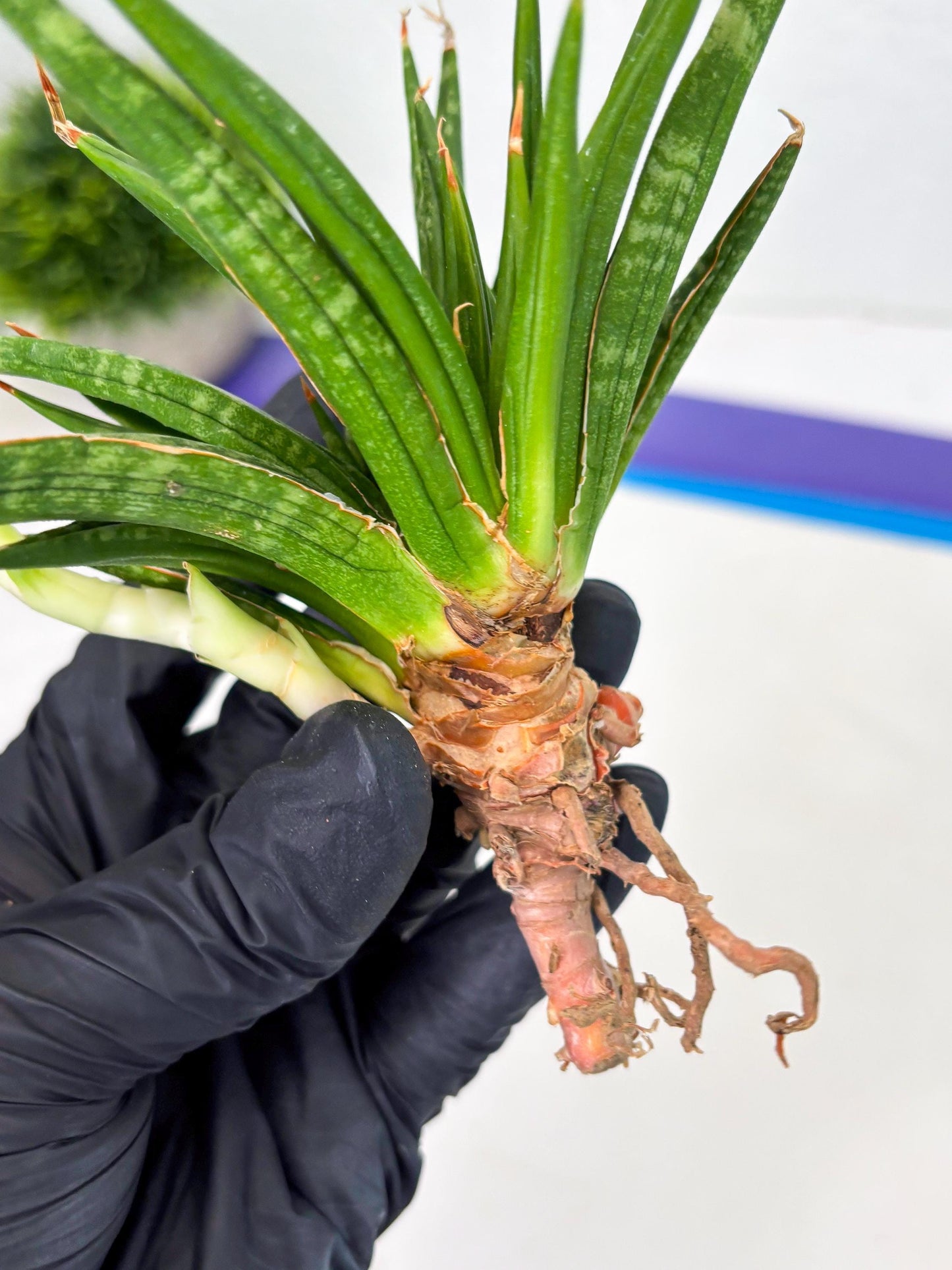 Sansevieria Fenomenal Crested (Ha2) (7) | Rare hybrid Snake Plant