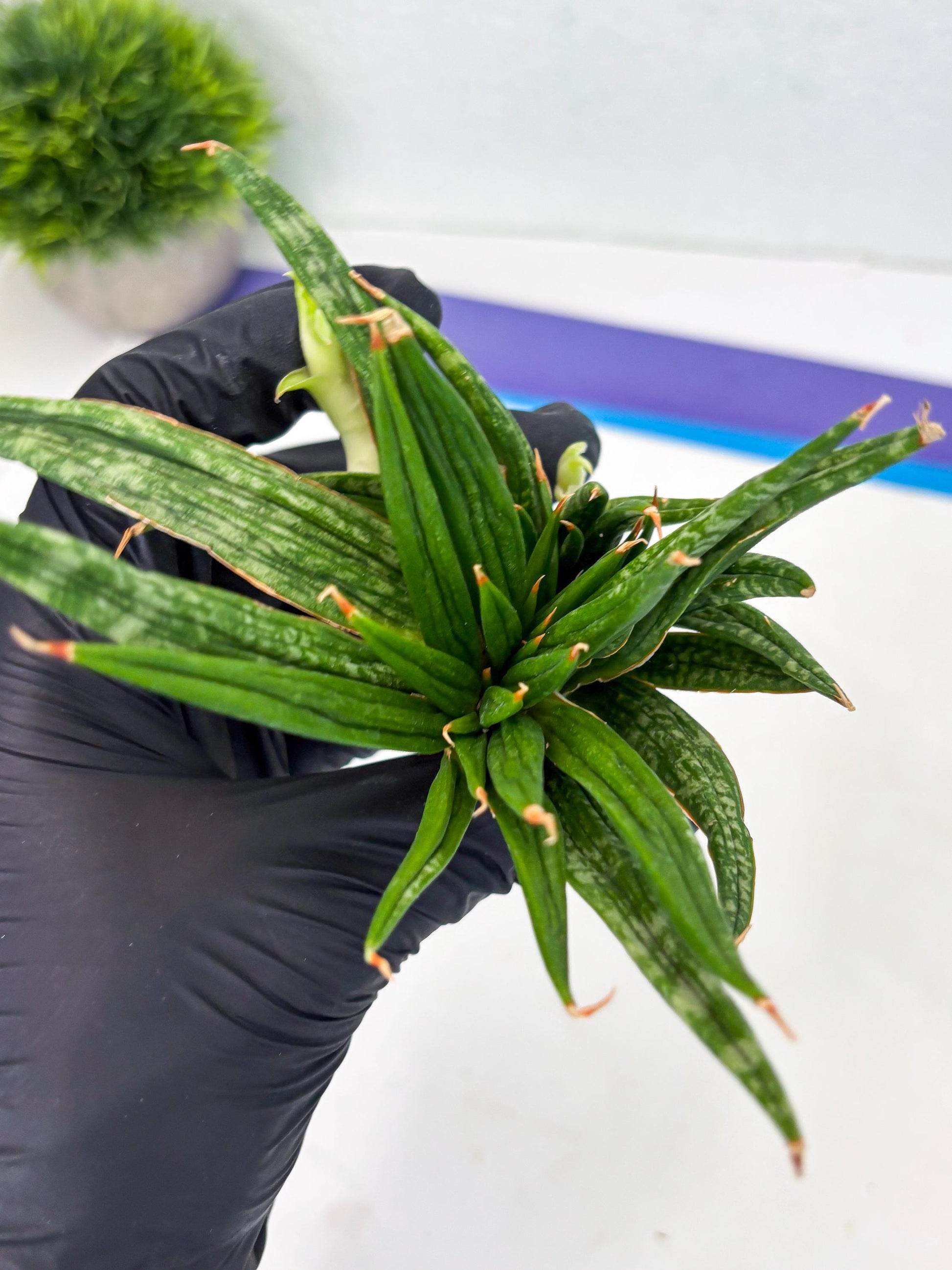 Sansevieria Fenomenal Crested (Ha2) (7) | Rare hybrid Snake Plant