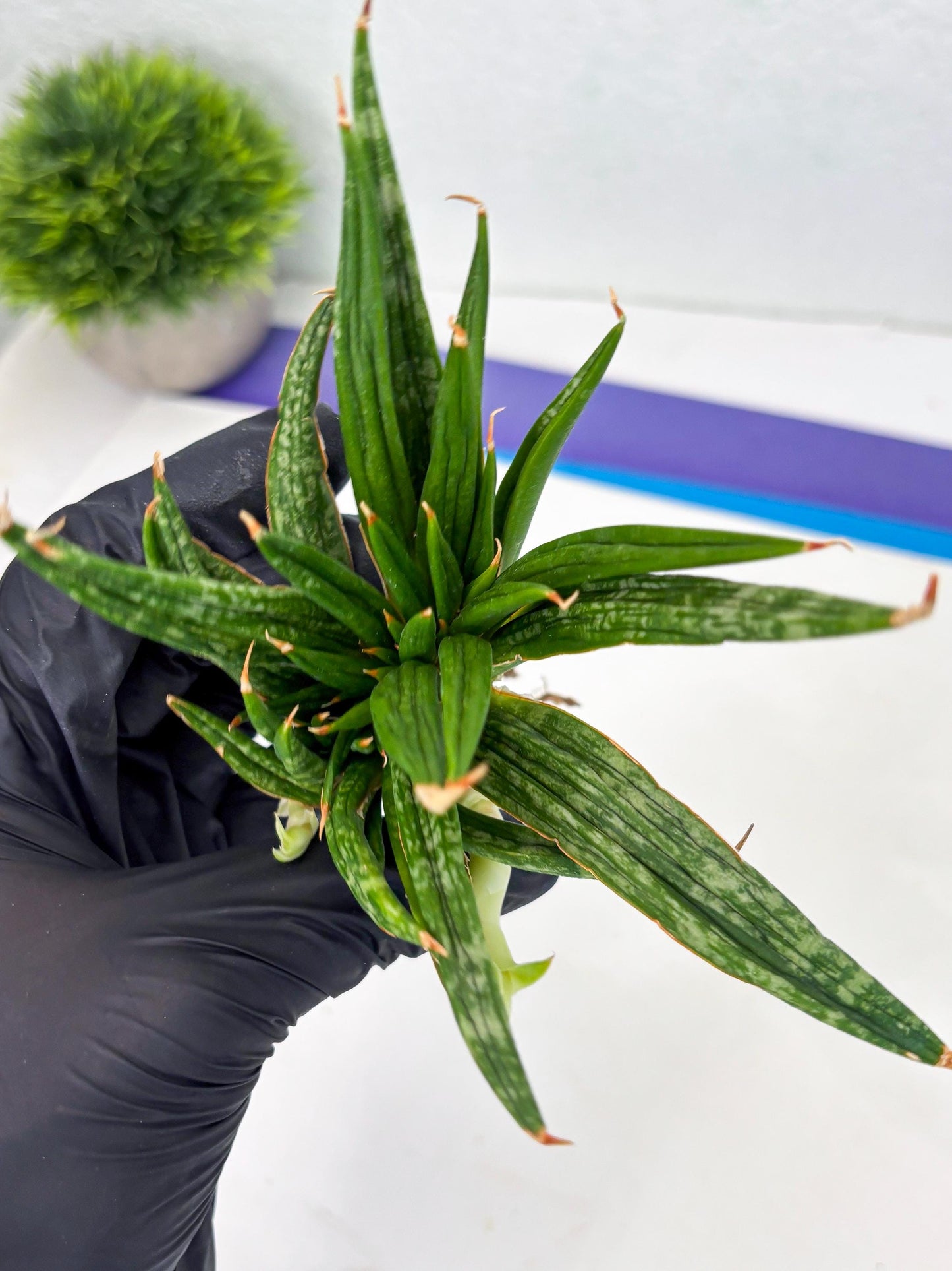 Sansevieria Fenomenal Crested (Ha2) (7) | Rare hybrid Snake Plant