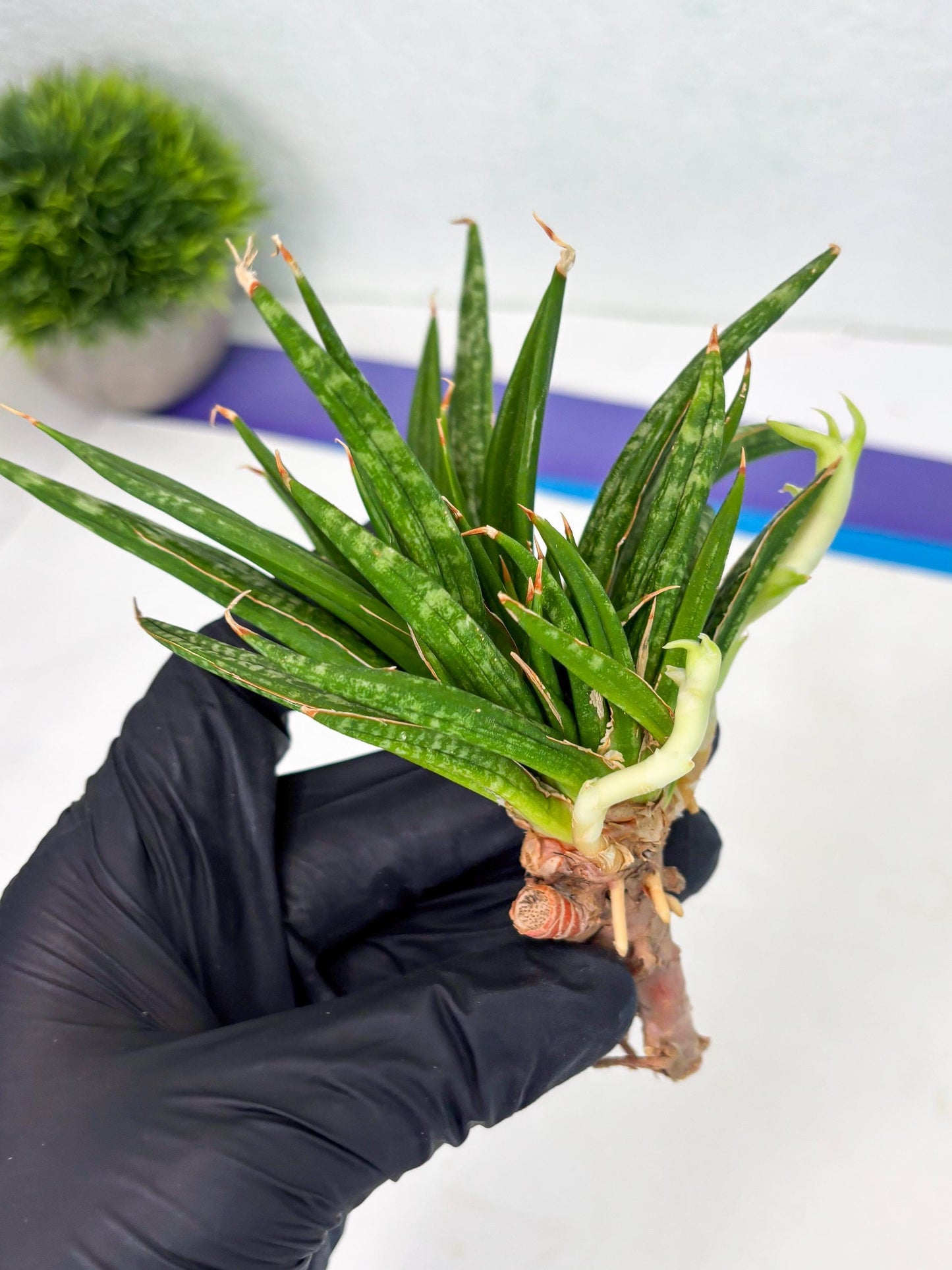 Sansevieria Fenomenal Crested (Ha2) (7) | Rare hybrid Snake Plant