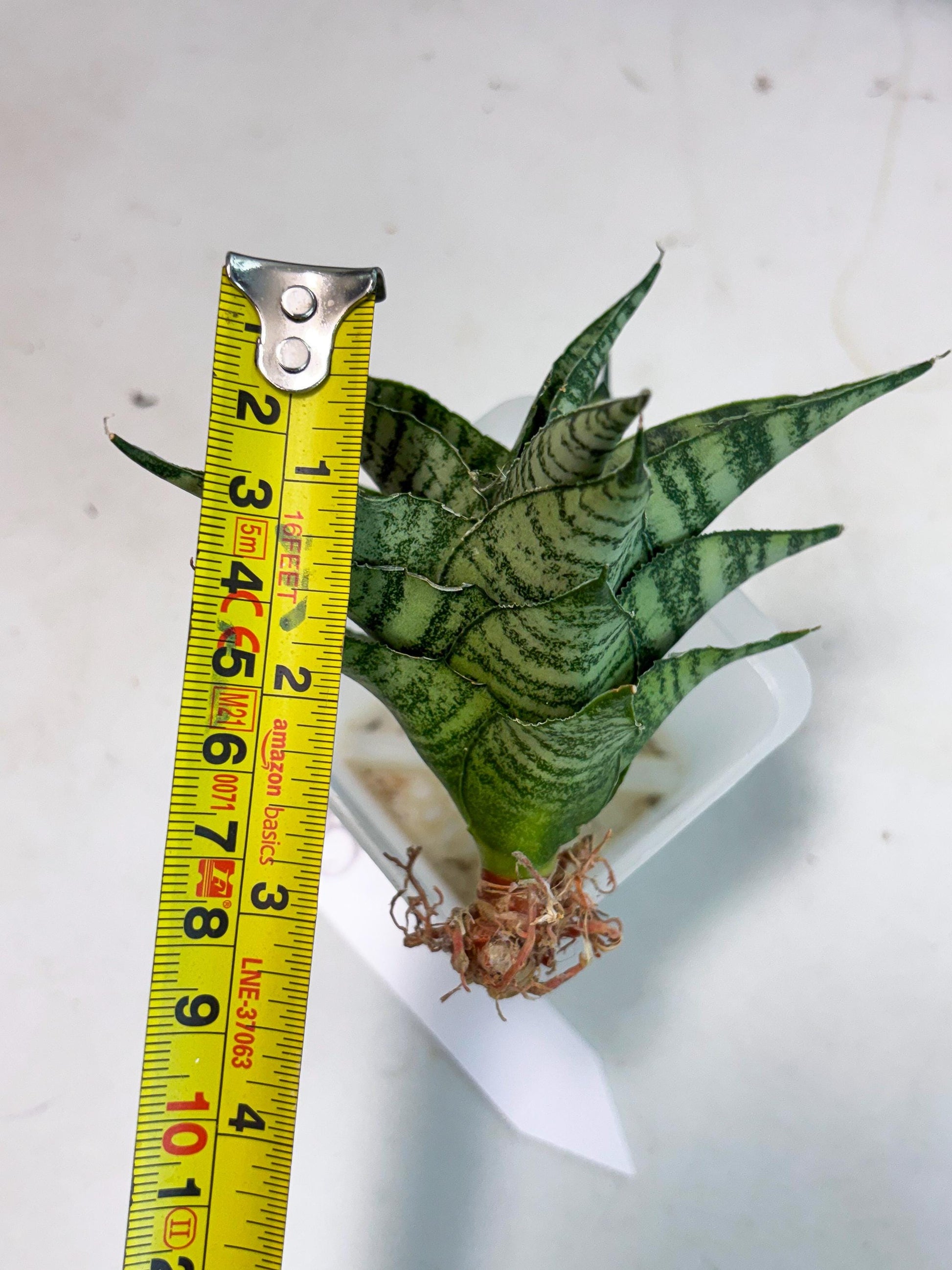 Sansevieria Emely (Ha2) (8) | Rare hybrid Snake Plant