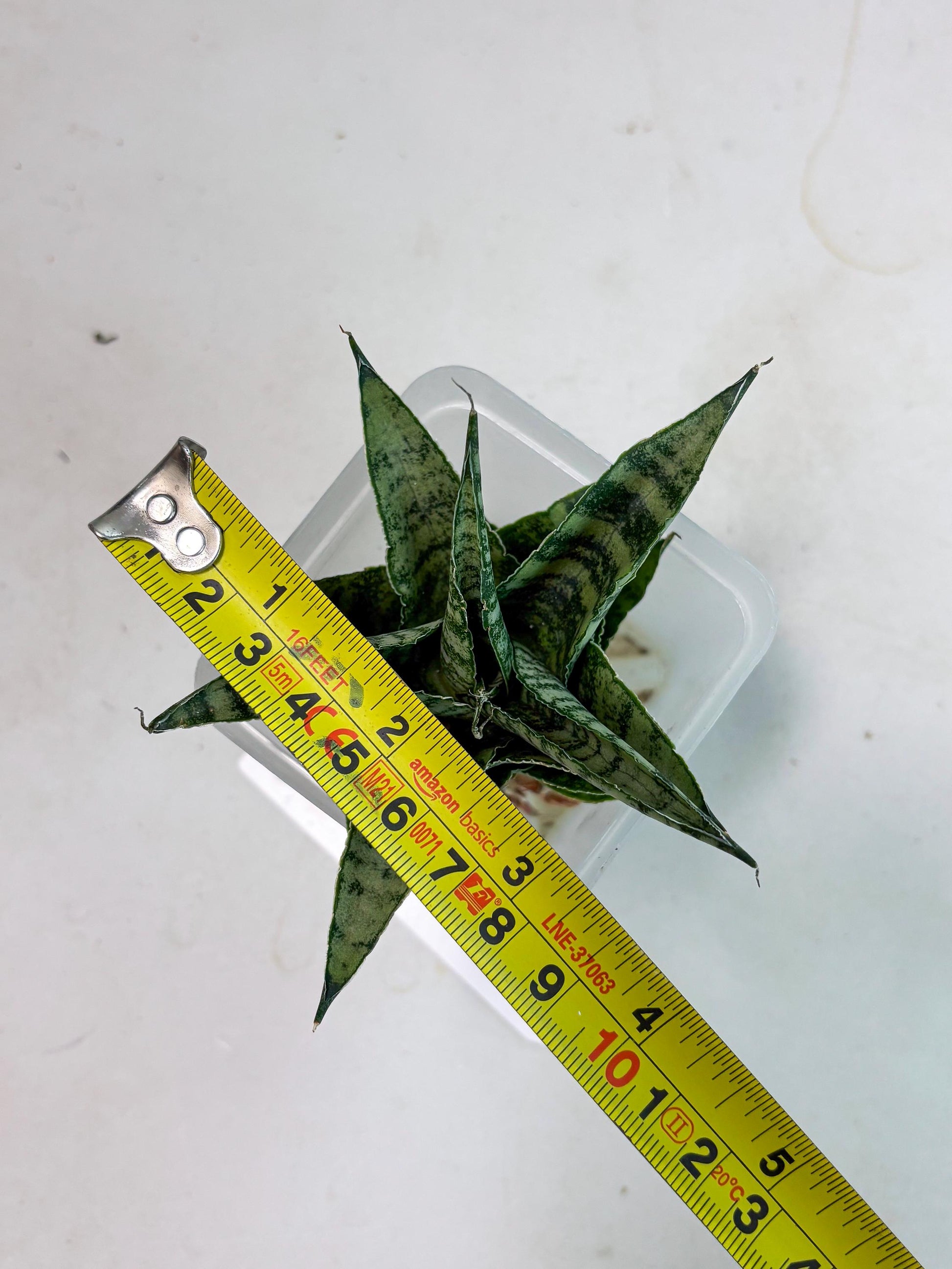 Sansevieria Emely (Ha2) (8) | Rare hybrid Snake Plant