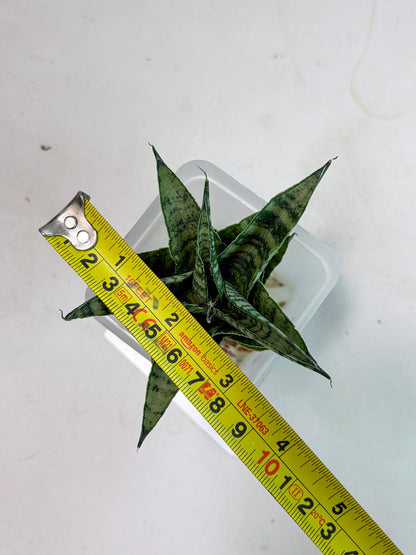 Sansevieria Emely (Ha2) (8) | Rare hybrid Snake Plant