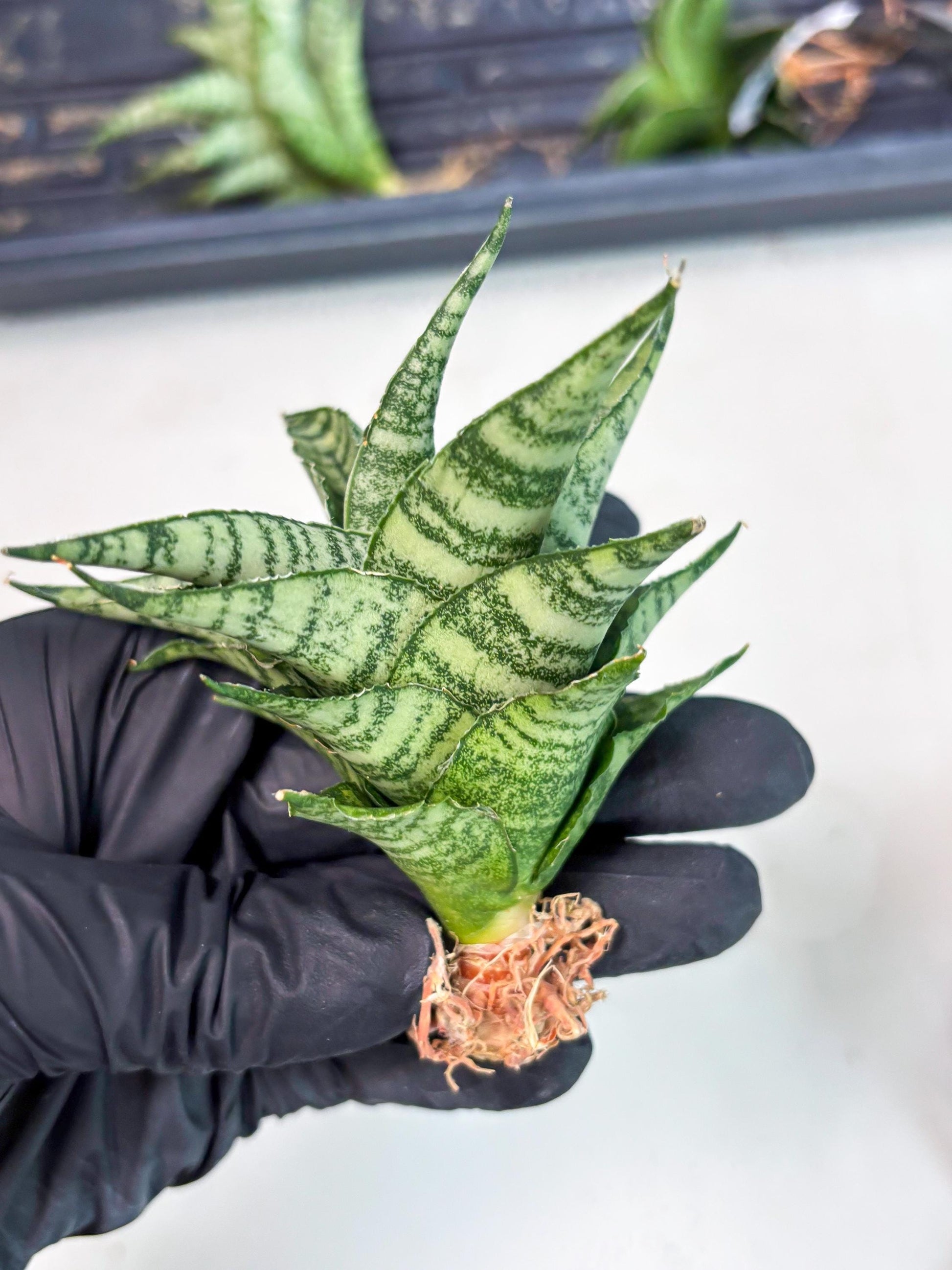 Sansevieria Emely (Ha2) (8) | Rare hybrid Snake Plant