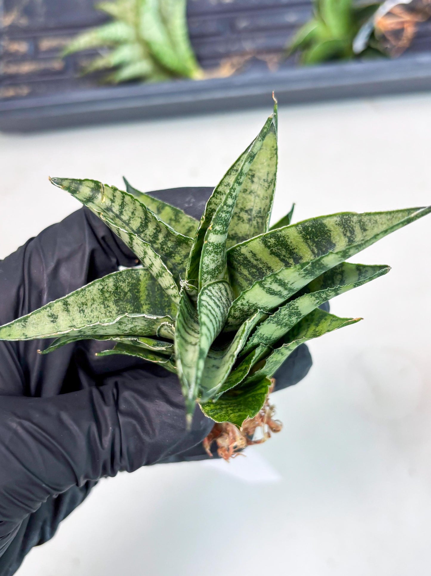 Sansevieria Emely (Ha2) (8) | Rare hybrid Snake Plant
