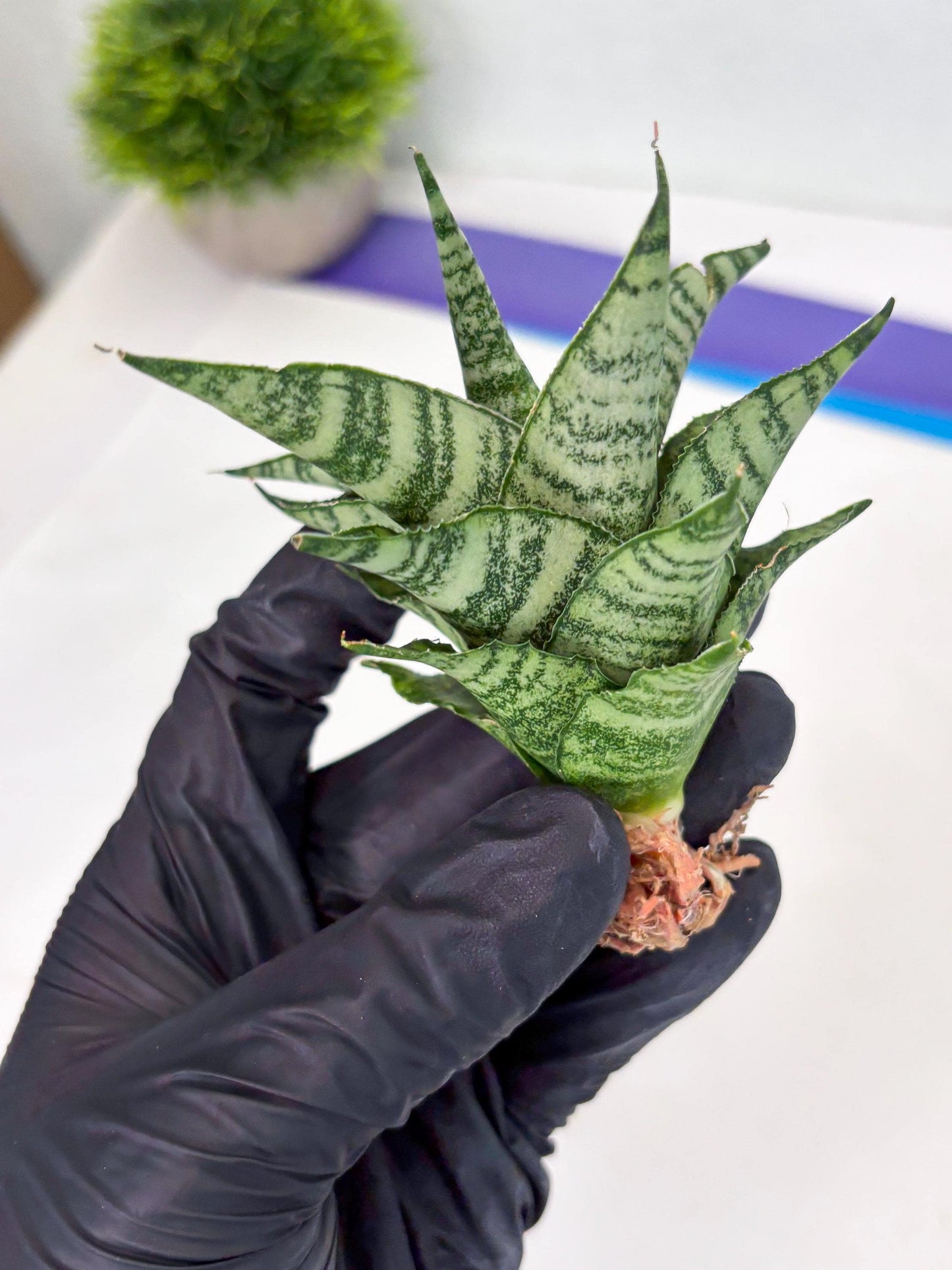 Sansevieria Emely (Ha2) (8) | Rare hybrid Snake Plant