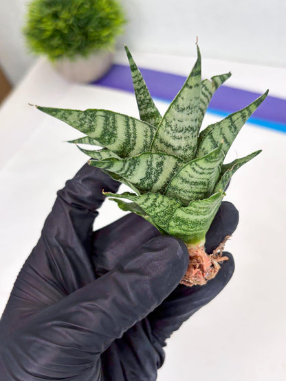Sansevieria Emely (Ha2) (8) | Rare hybrid Snake Plant