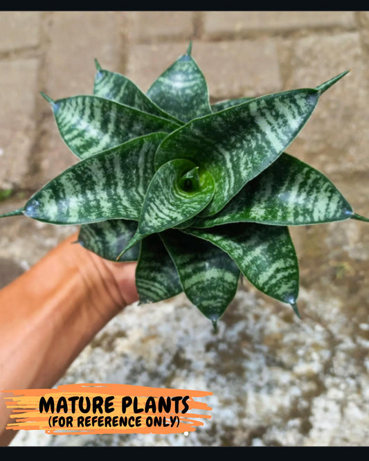Sansevieria Dipsi (Ha5) (1) | Rare hybrid Snake Plant