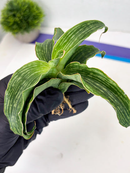 Sansevieria Laily (Ha2) (14) | Rare hybrid Snake Plant