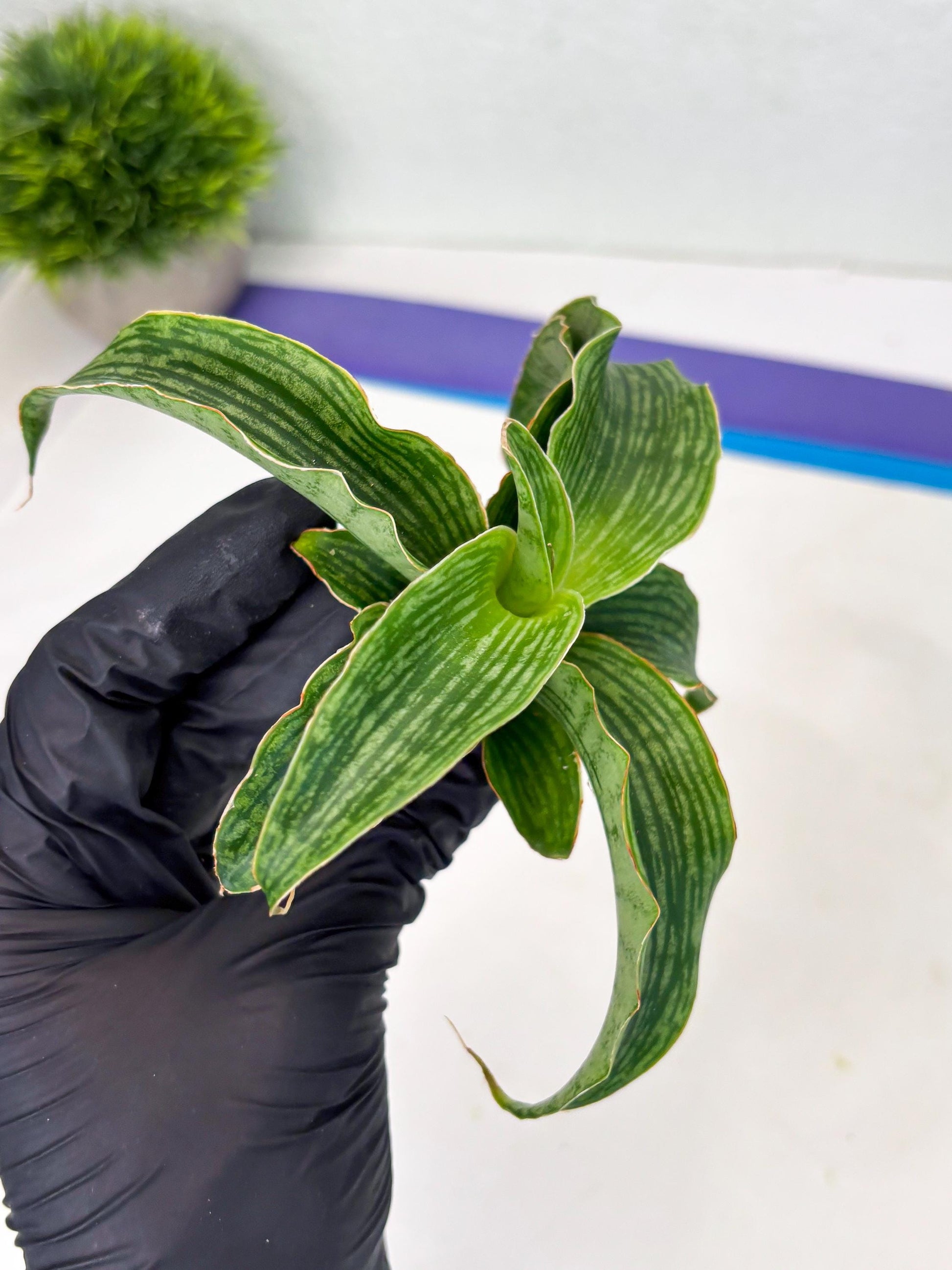 Sansevieria Laily (Ha2) (14) | Rare hybrid Snake Plant