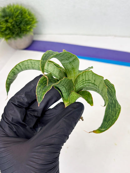 Sansevieria Laily (Ha2) (14) | Rare hybrid Snake Plant