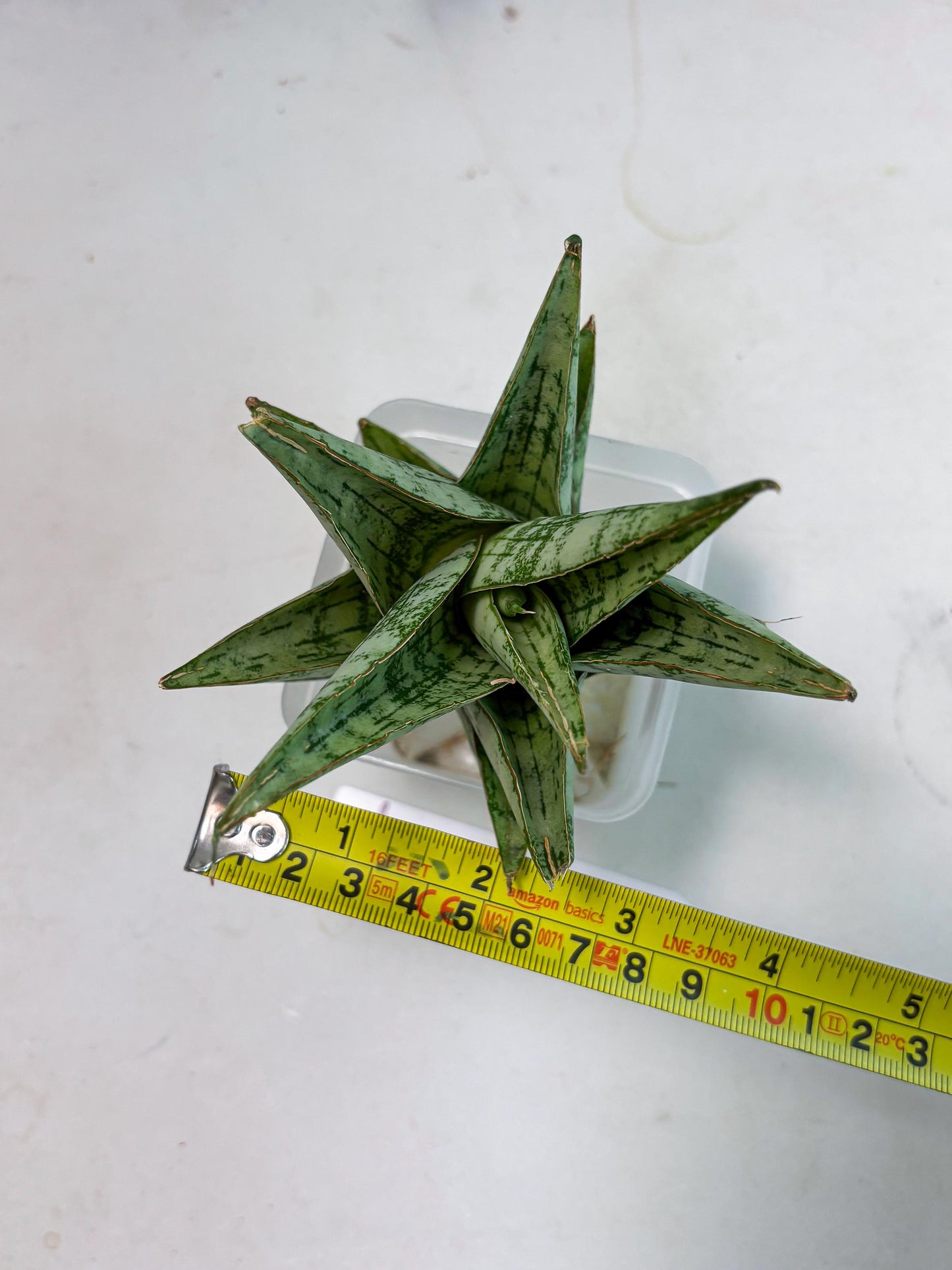 Sansevieria Personi x cordova x boncel (Ha2) (15)