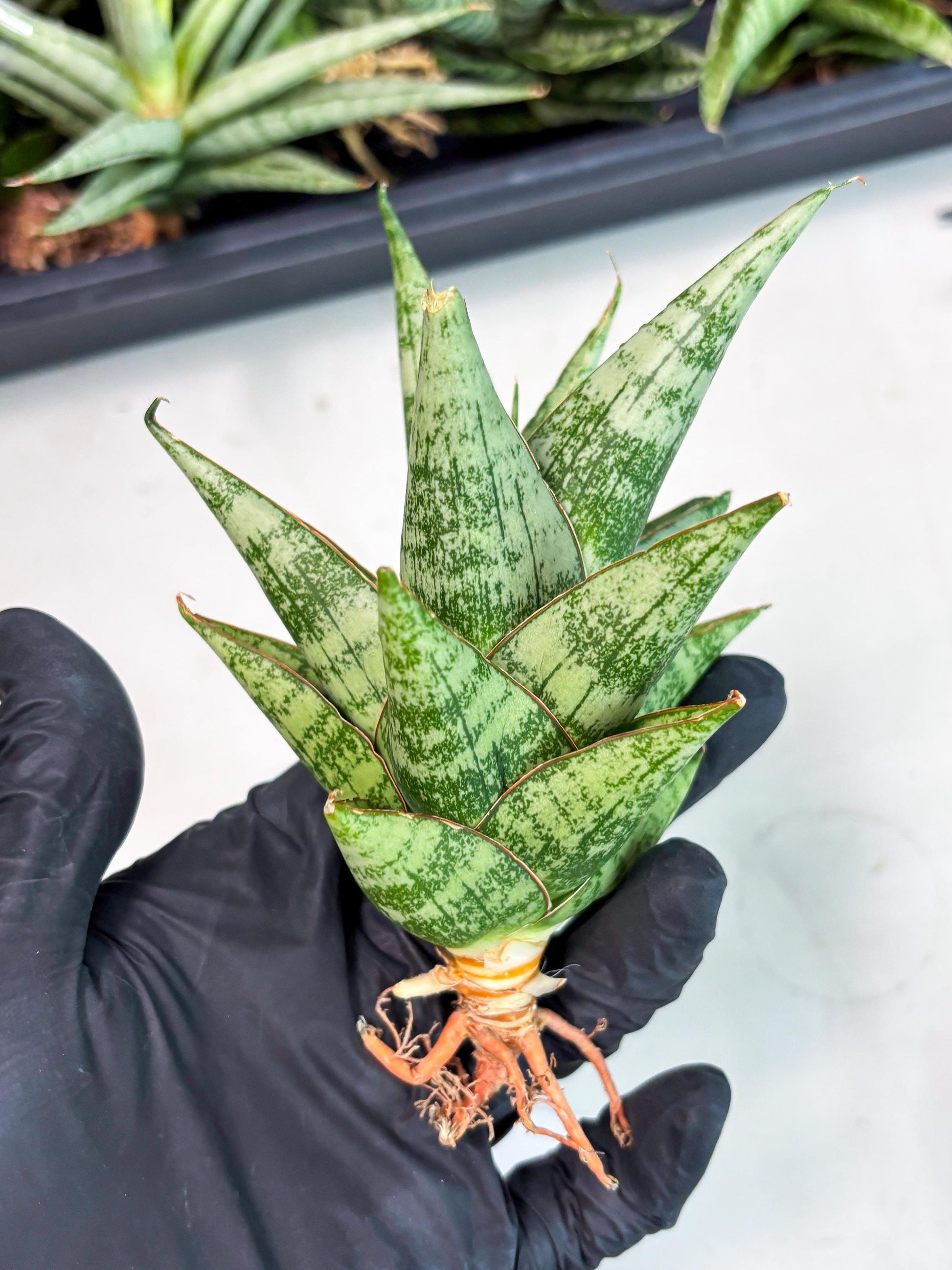 Sansevieria Personi x cordova x boncel (Ha2) (15)