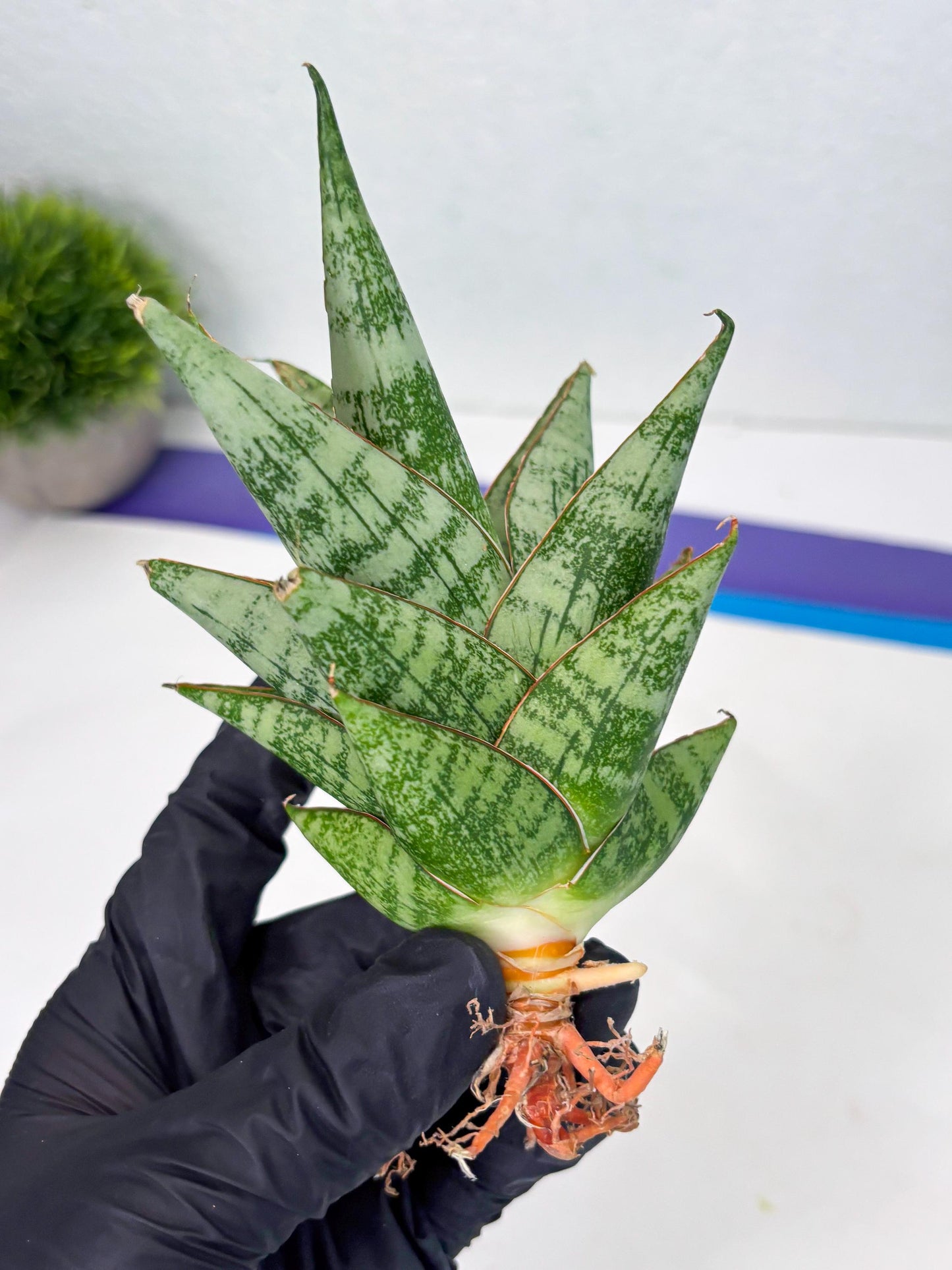 Sansevieria Personi x cordova x boncel (Ha2) (15)