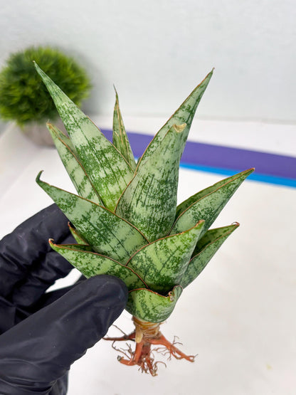 Sansevieria Personi x cordova x boncel (Ha2) (15)