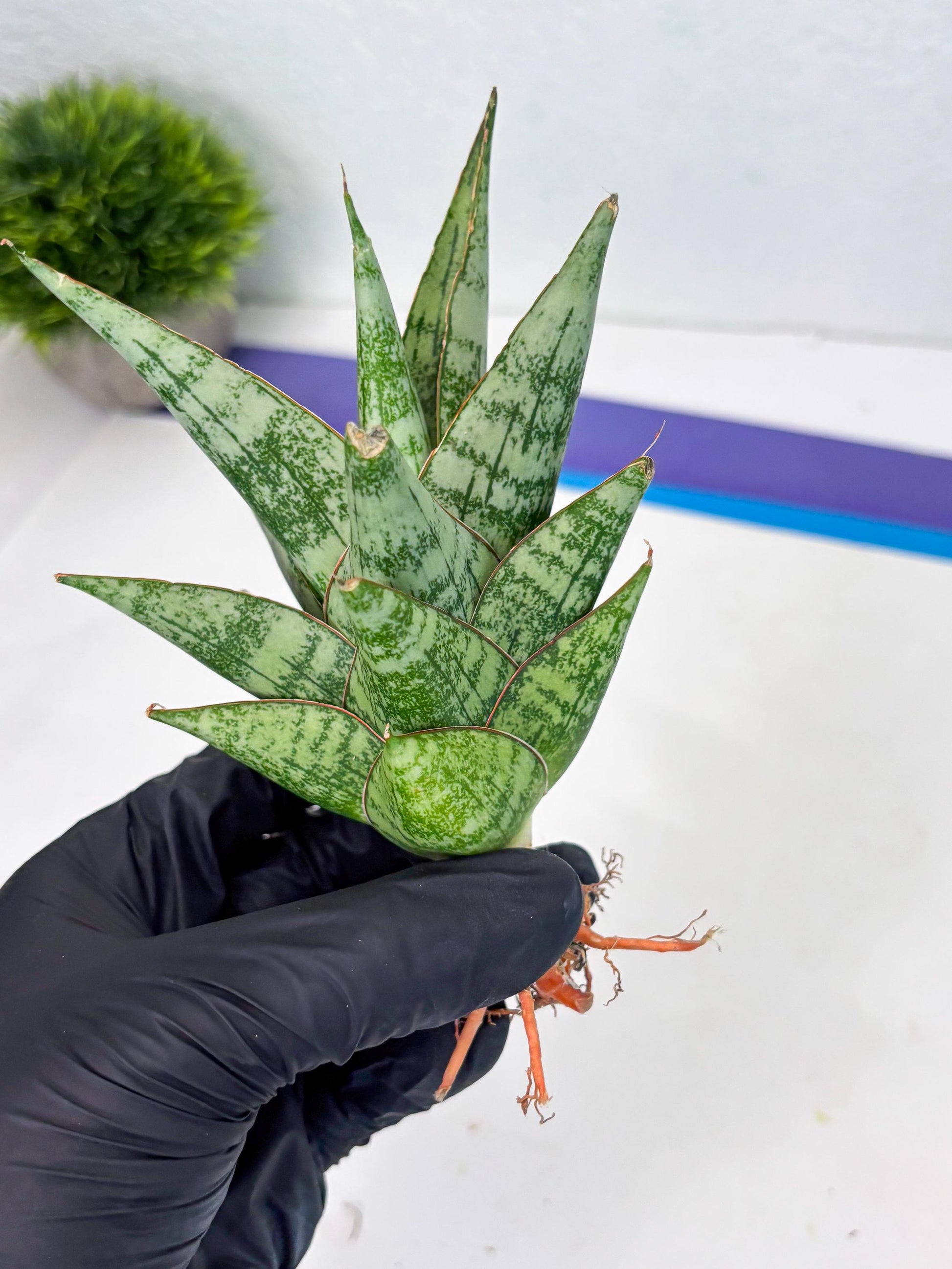 Sansevieria Personi x cordova x boncel (Ha2) (15)