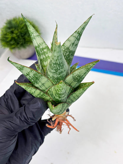 Sansevieria Personi x cordova x boncel (Ha2) (15)