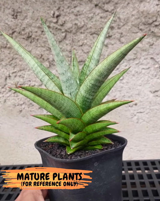 Sansevieria Liwa (Ha2) (17) | Imported