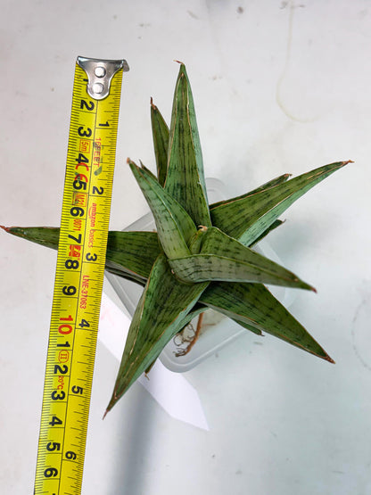 Sansevieria Liwa (Ha2) (17) | Imported
