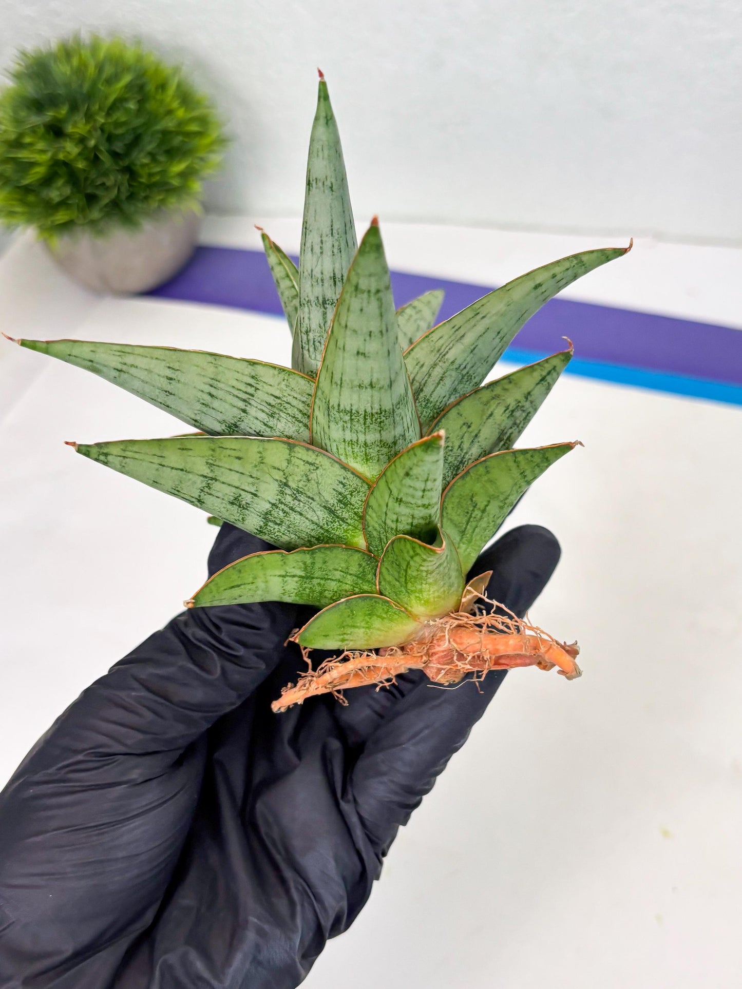 Sansevieria Liwa (Ha2) (17) | Imported