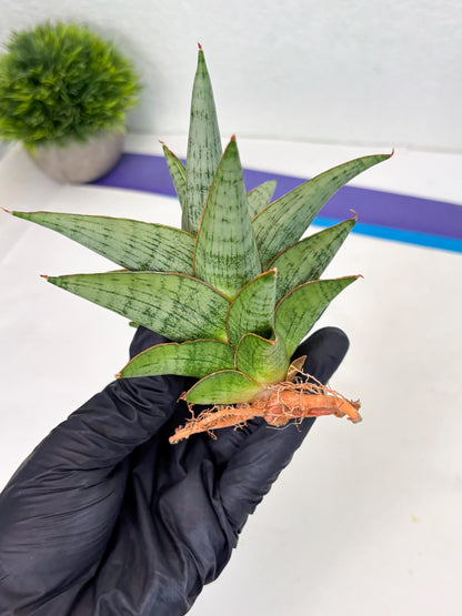 Sansevieria Liwa (Ha2) (17) | Imported