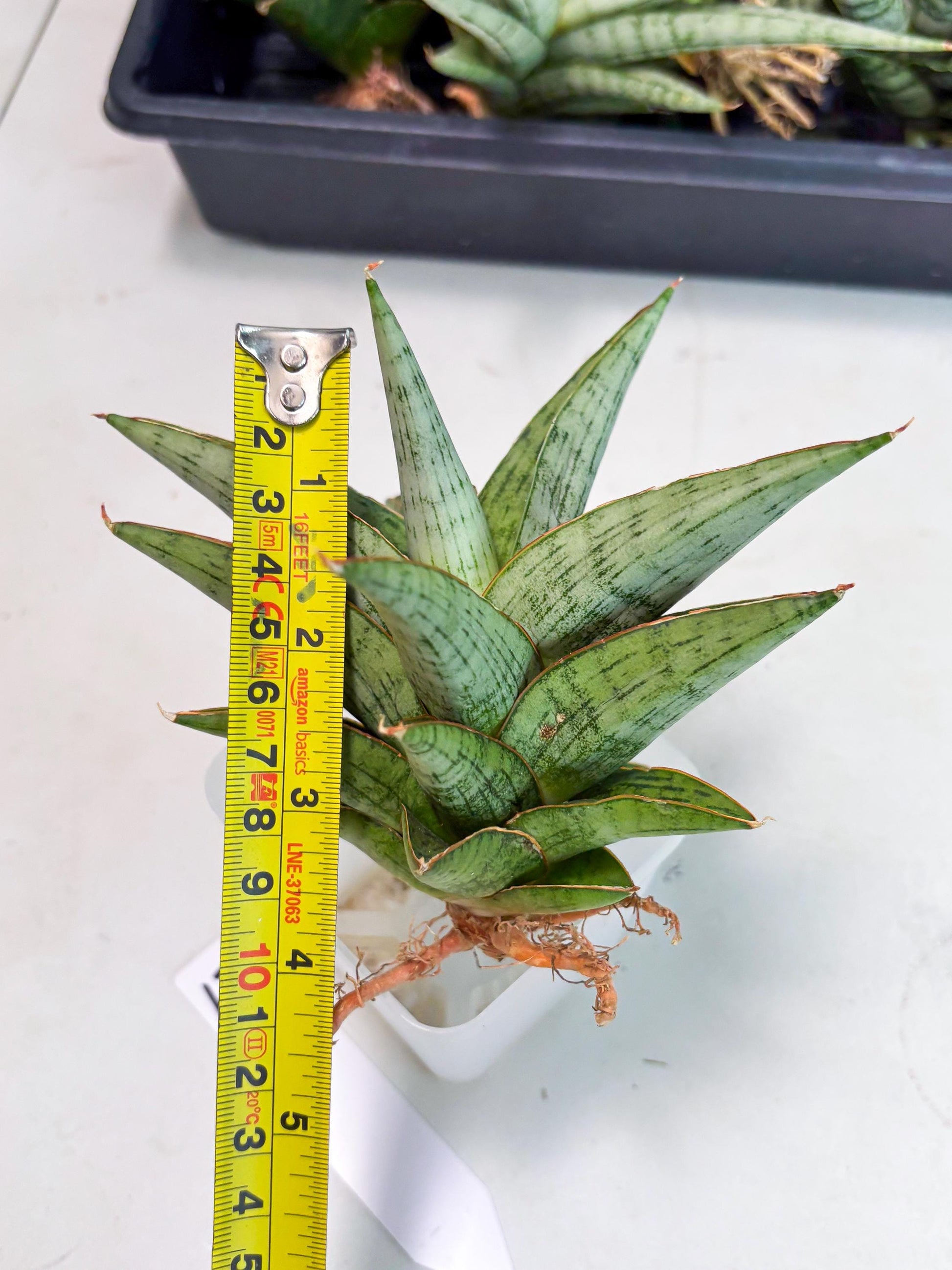 Sansevieria Liwa (Ha2) (17) | Imported