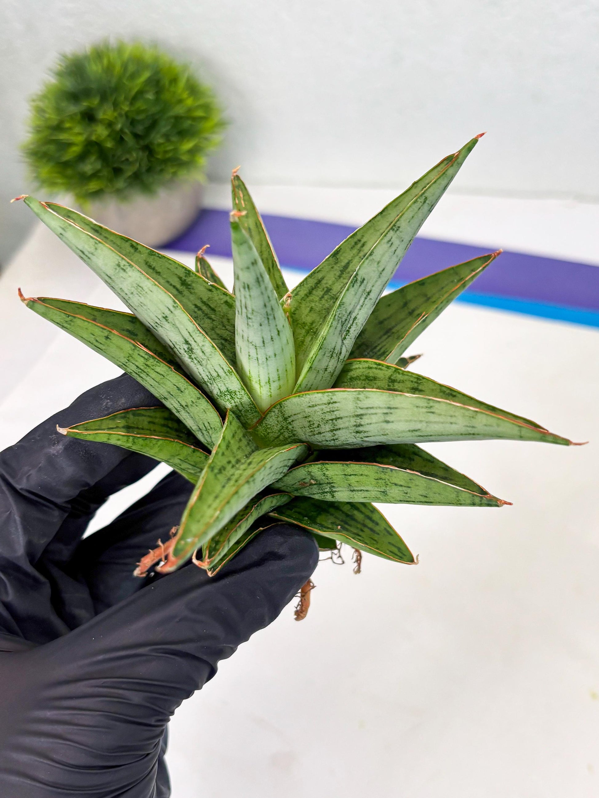 Sansevieria Liwa (Ha2) (17) | Imported