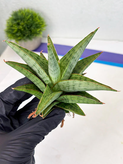 Sansevieria Liwa (Ha2) (17) | Imported