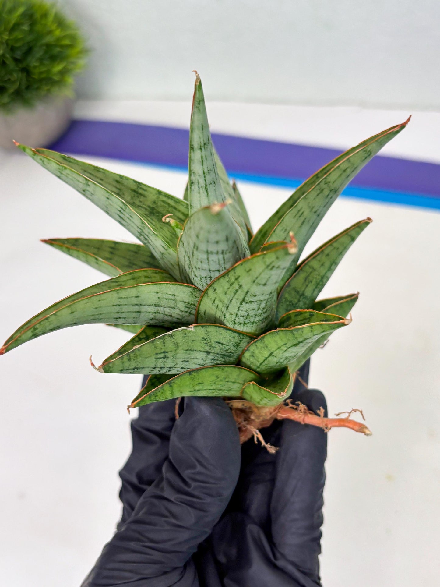 Sansevieria Liwa (Ha2) (17) | Imported