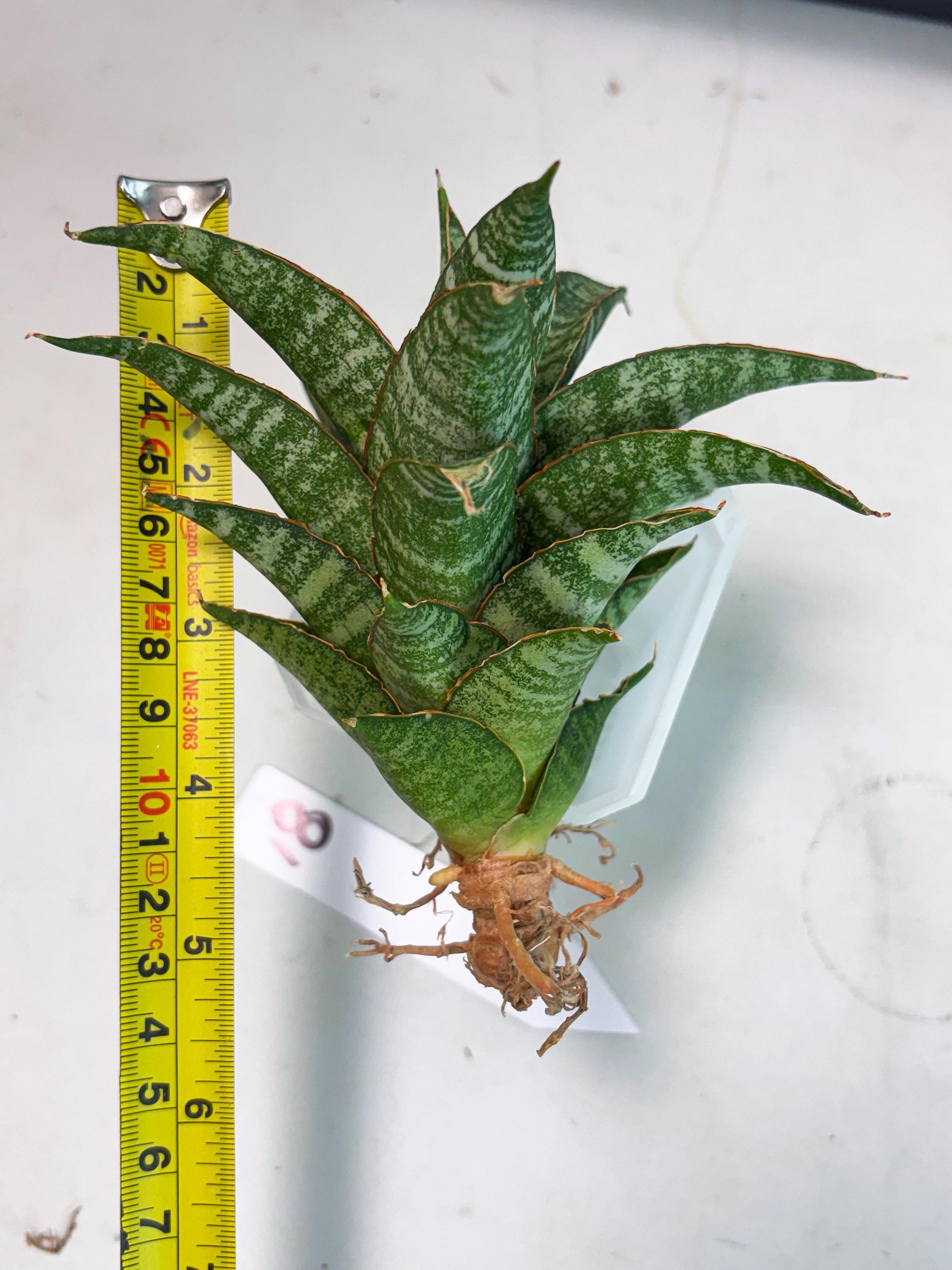 Sansevieria Teletubbies (Ha2) (18) | Imported hybrids