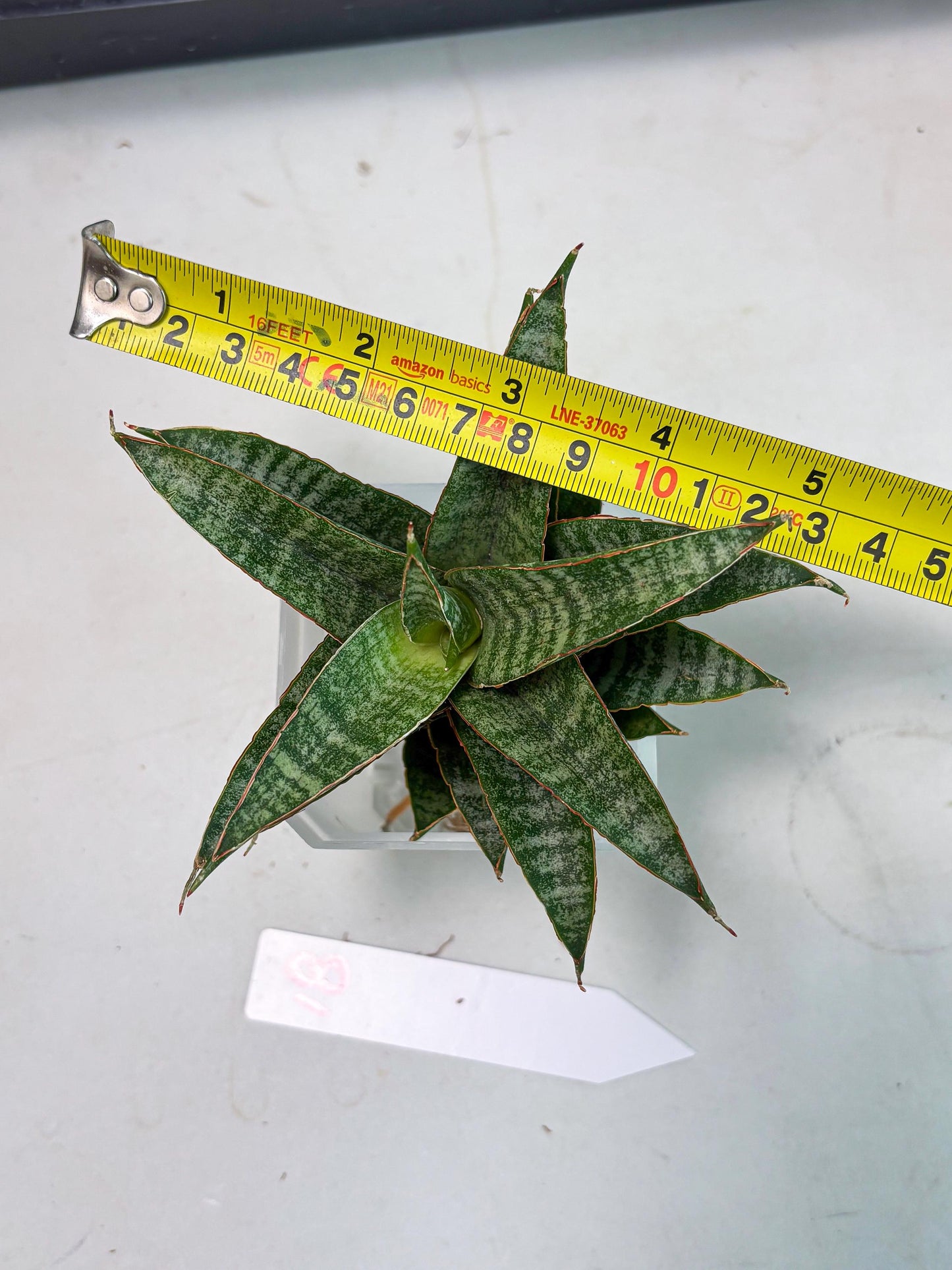 Sansevieria Teletubbies (Ha2) (18) | Imported hybrids