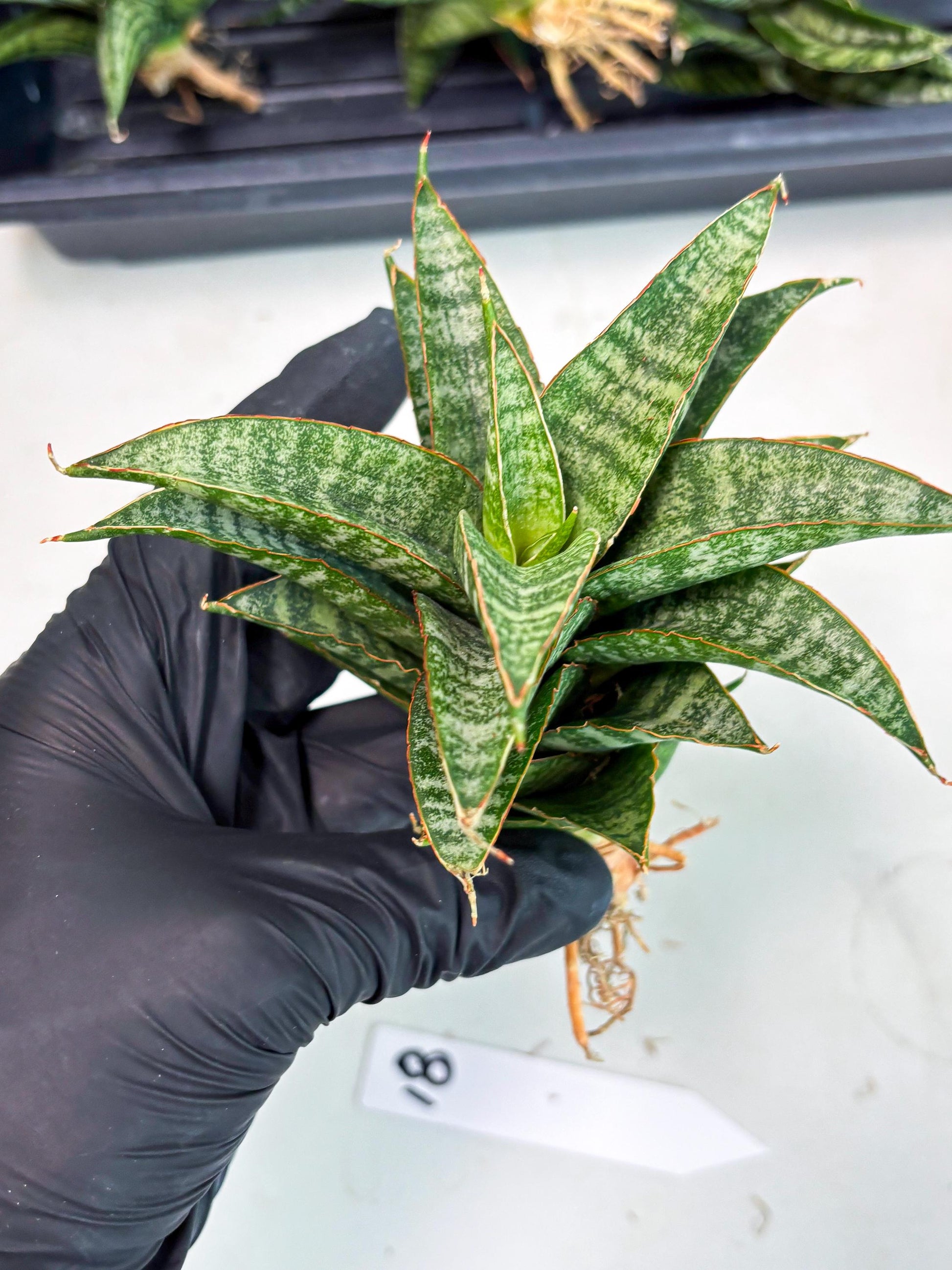 Sansevieria Teletubbies (Ha2) (18) | Imported hybrids