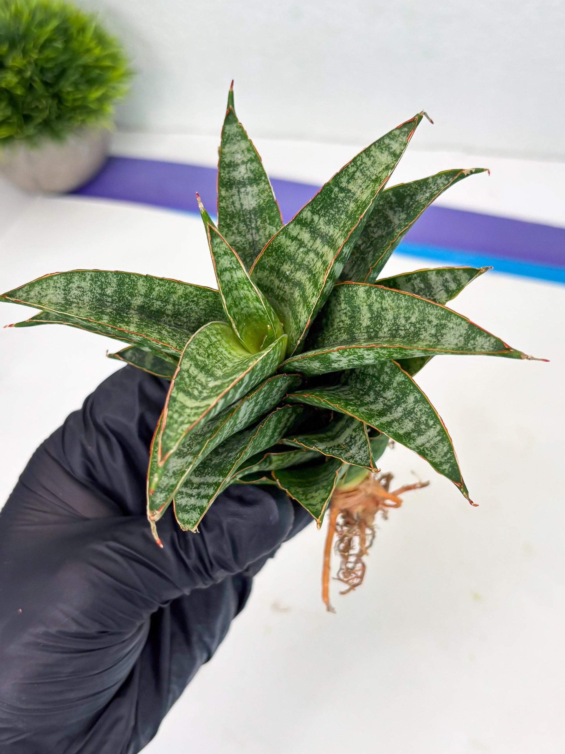Sansevieria Teletubbies (Ha2) (18) | Imported hybrids