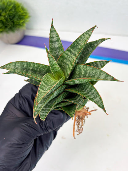Sansevieria Teletubbies (Ha2) (18) | Imported hybrids