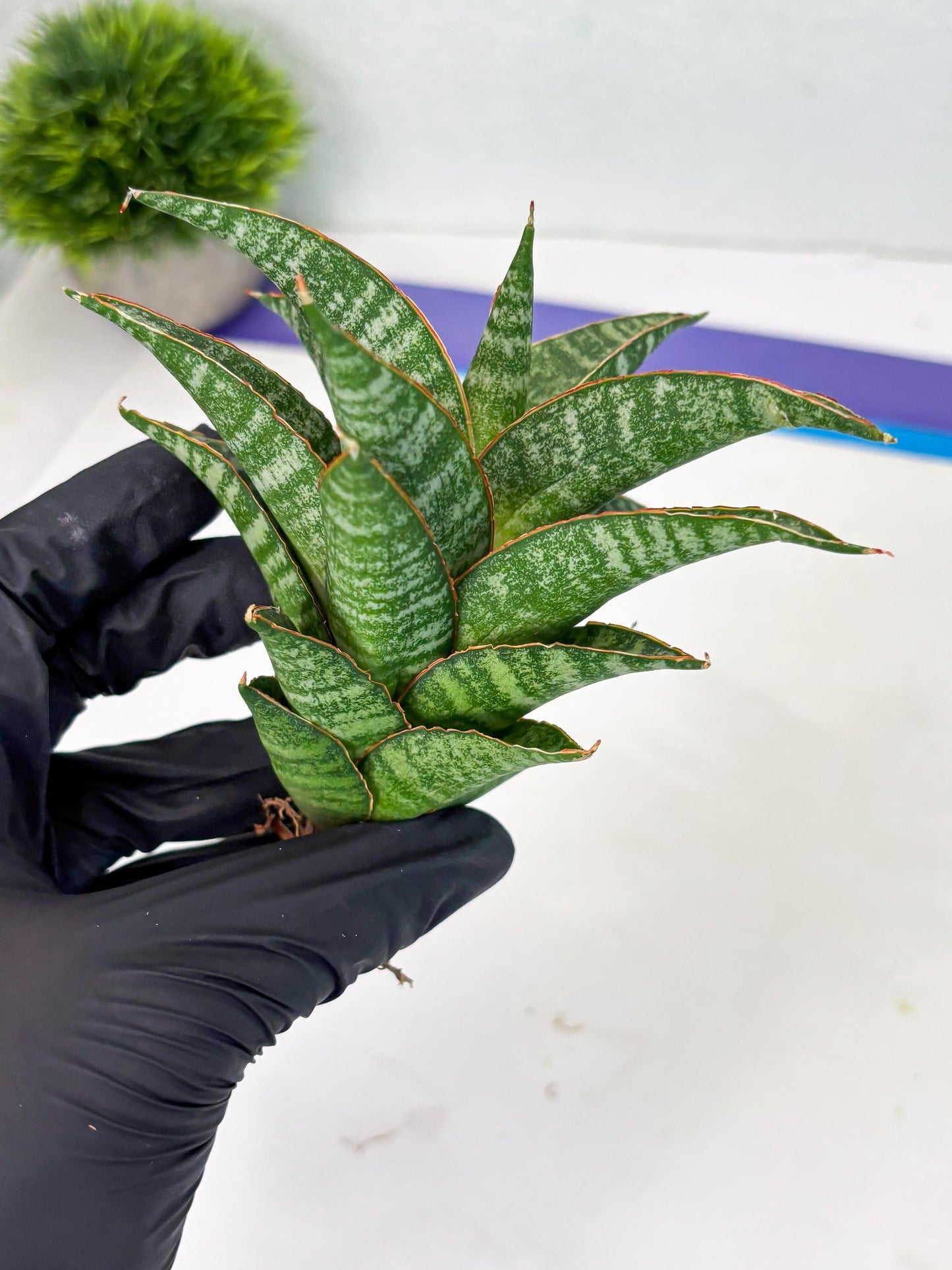Sansevieria Teletubbies (Ha2) (18) | Imported hybrids