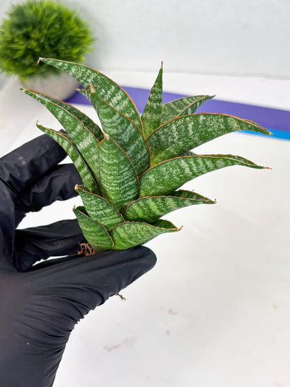 Sansevieria Teletubbies (Ha2) (18) | Imported hybrids