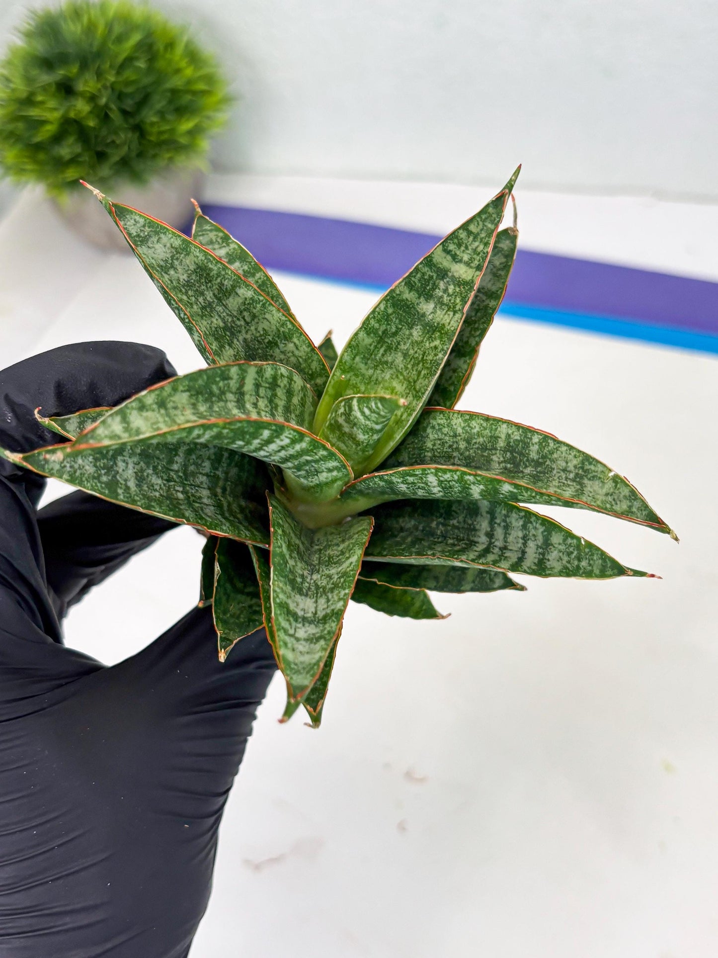 Sansevieria Teletubbies (Ha2) (18) | Imported hybrids