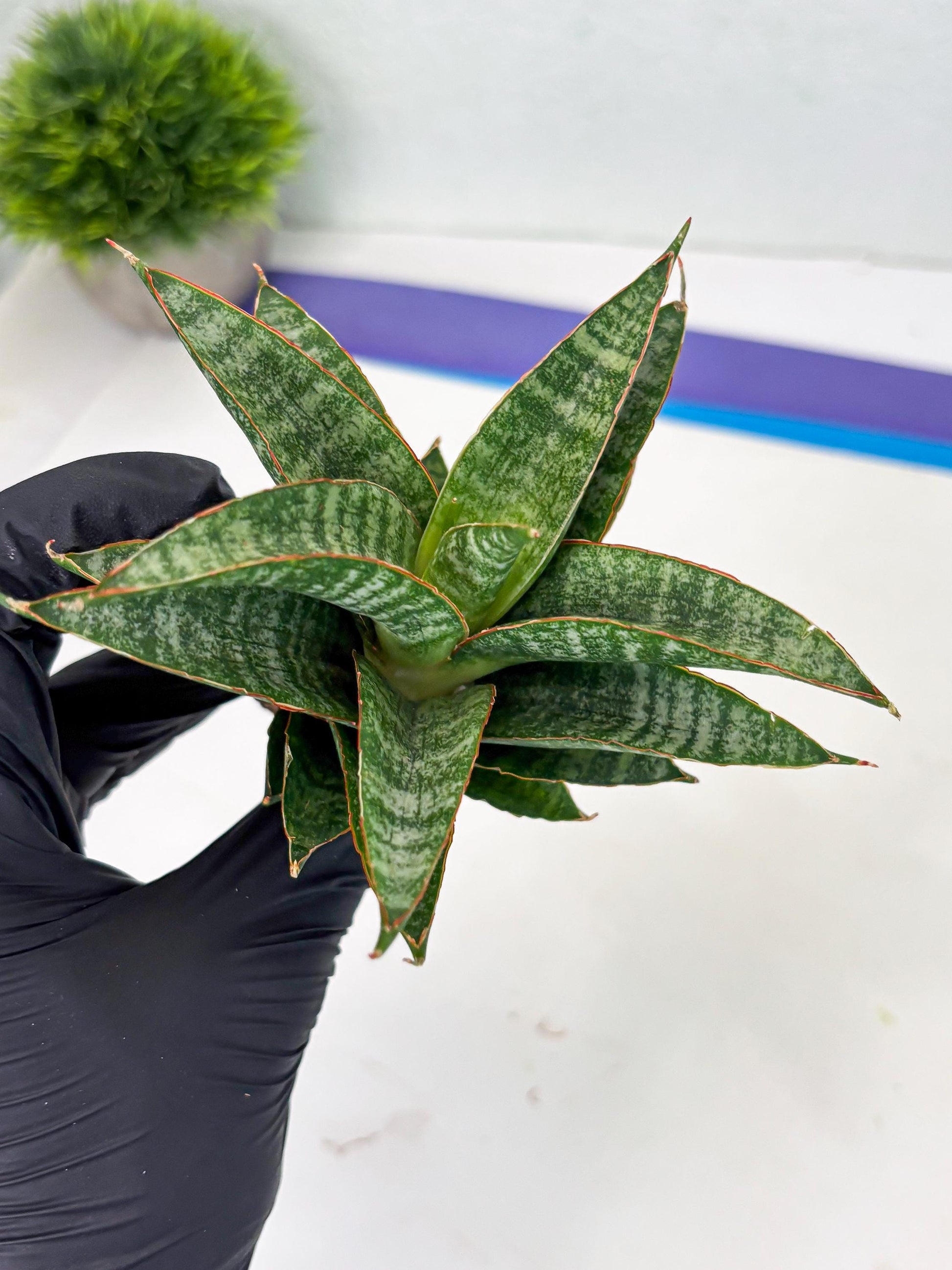 Sansevieria Teletubbies (Ha2) (18) | Imported hybrids