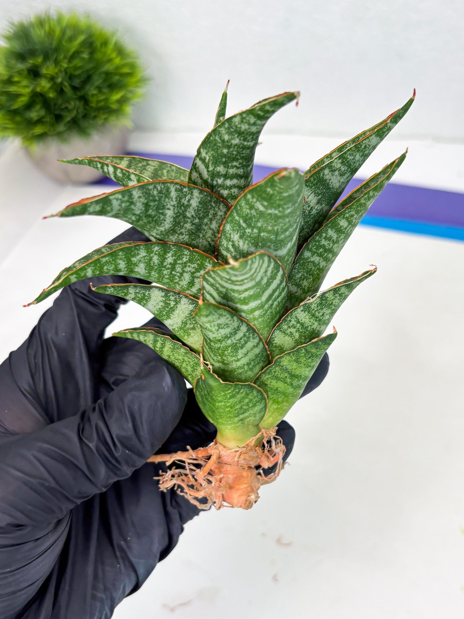Sansevieria Teletubbies (Ha2) (18) | Imported hybrids