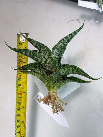 Sansevieria Silver Mottled (Ha3) (12) | Rare Hybrid