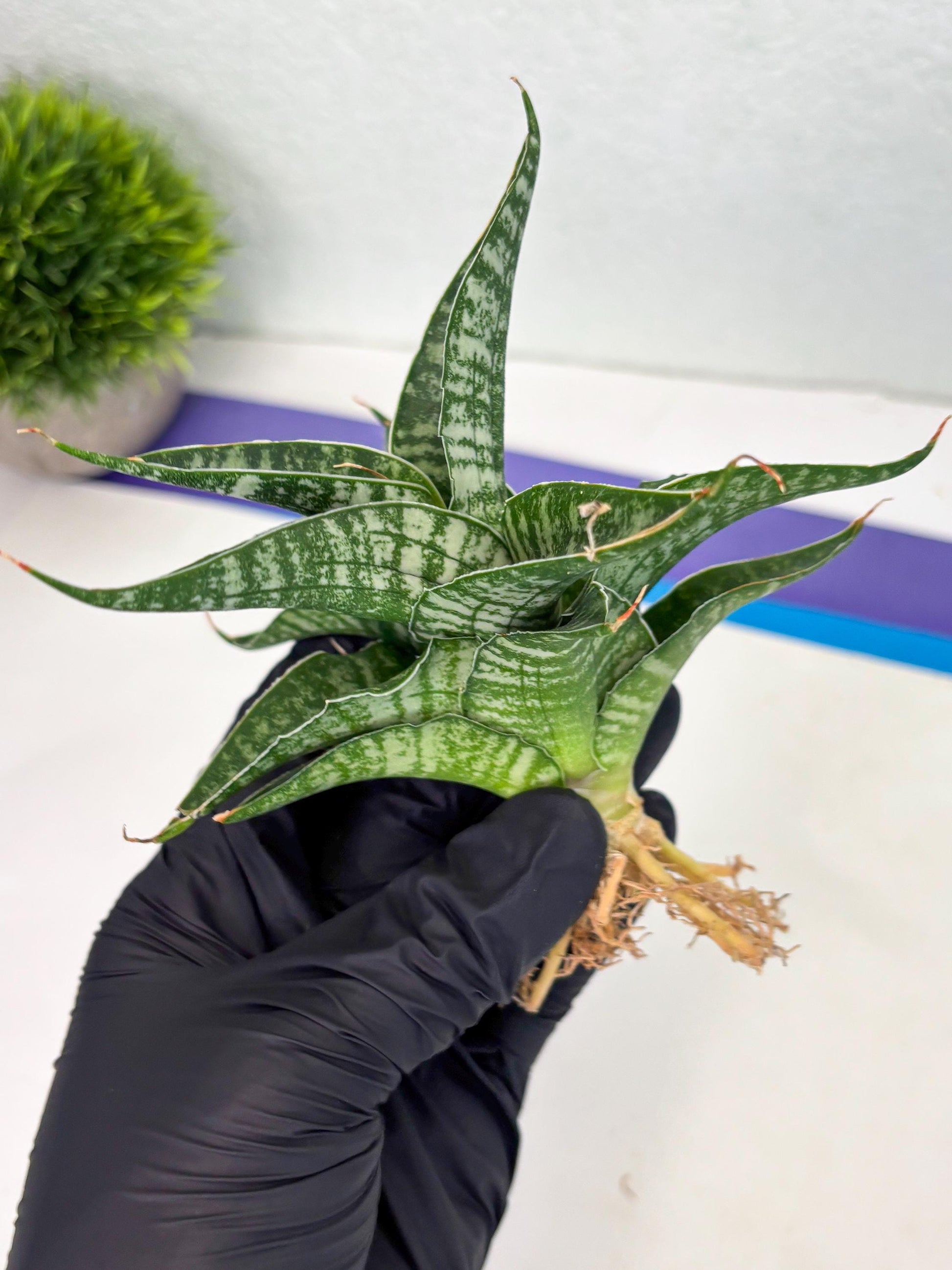 Sansevieria Silver Mottled (Ha3) (12) | Rare Hybrid
