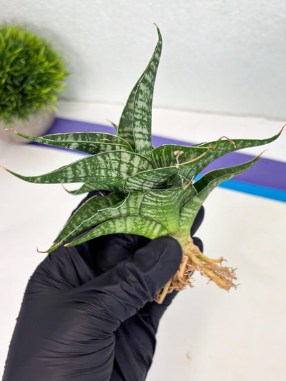 Sansevieria Silver Mottled (Ha3) (12) | Rare Hybrid