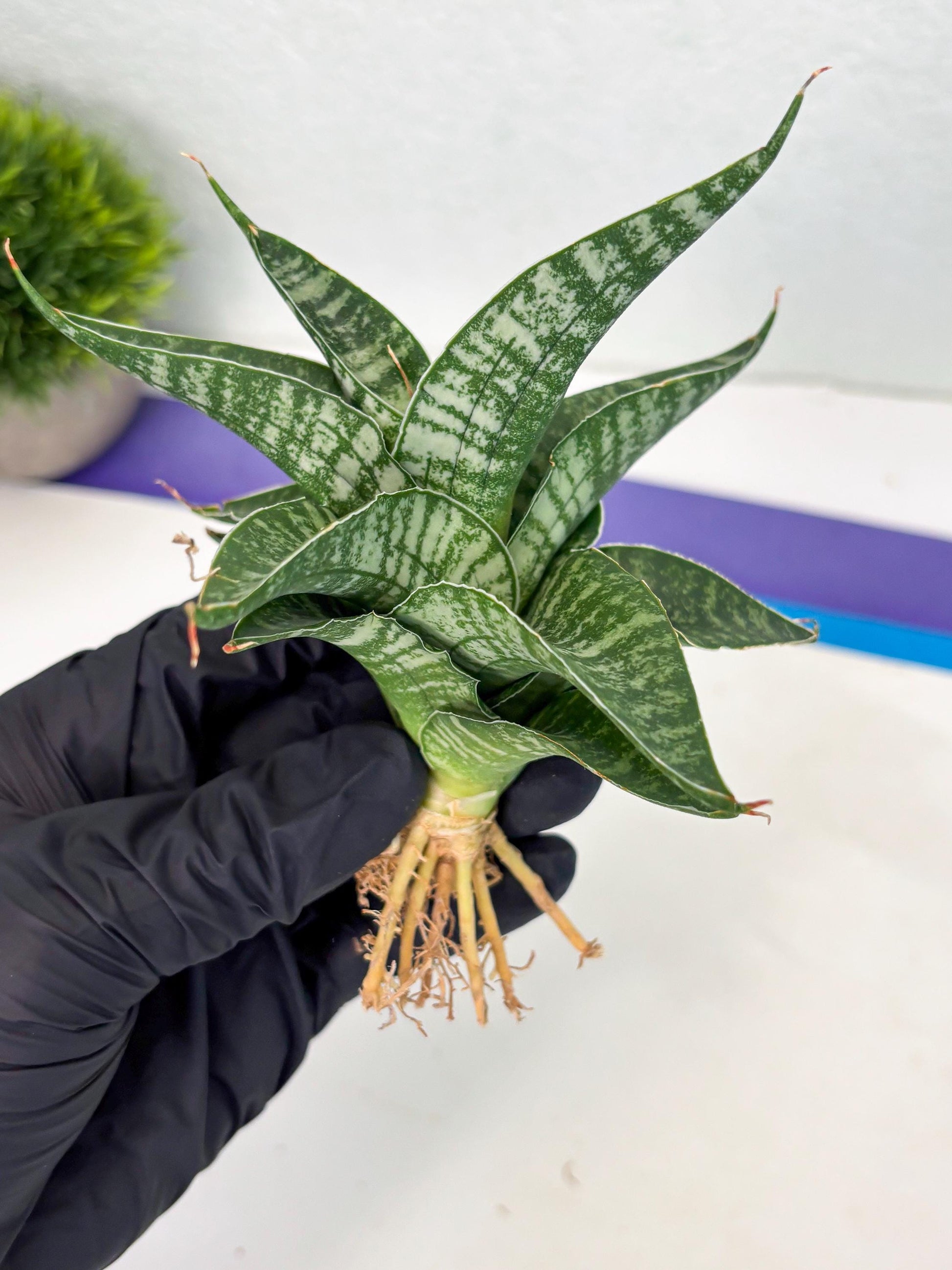 Sansevieria Silver Mottled (Ha3) (12) | Rare Hybrid