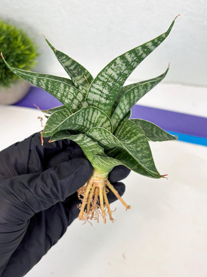 Sansevieria Silver Mottled (Ha3) (12) | Rare Hybrid
