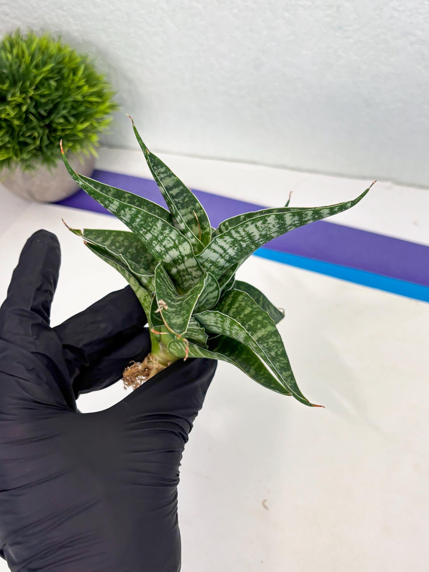 Sansevieria Silver Mottled (Ha3) (12) | Rare Hybrid
